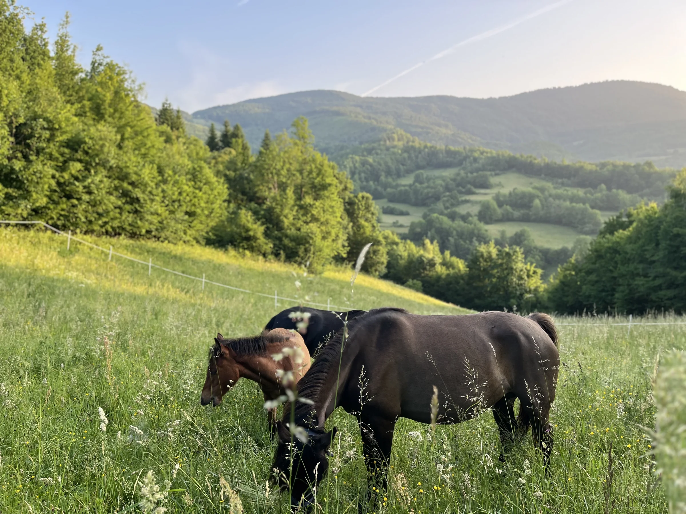 Panorama Ergele Fojnica na planini Vranici