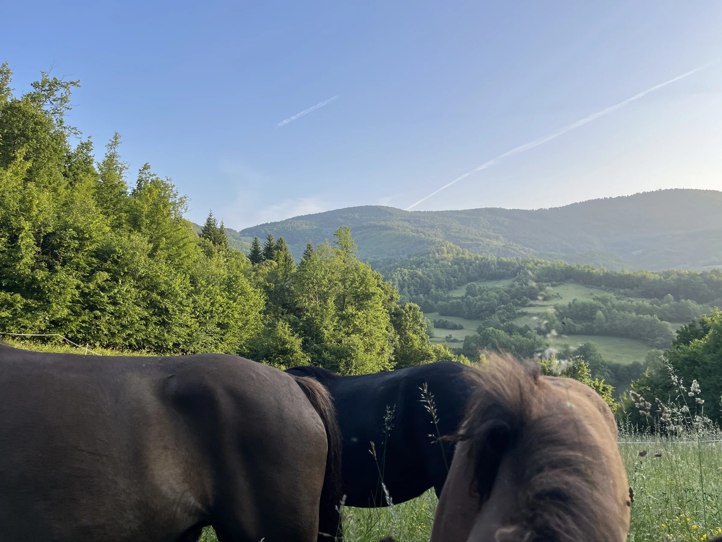 Jahanje kroz planinu Vranicu