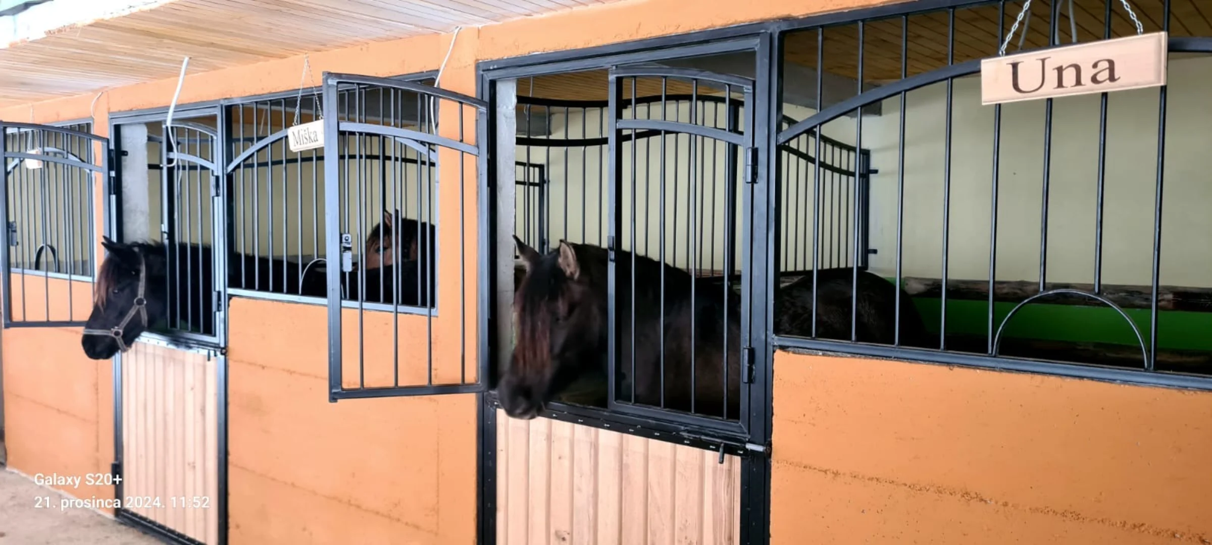 Staja Ergele Fojnica — bosanski brdski konj