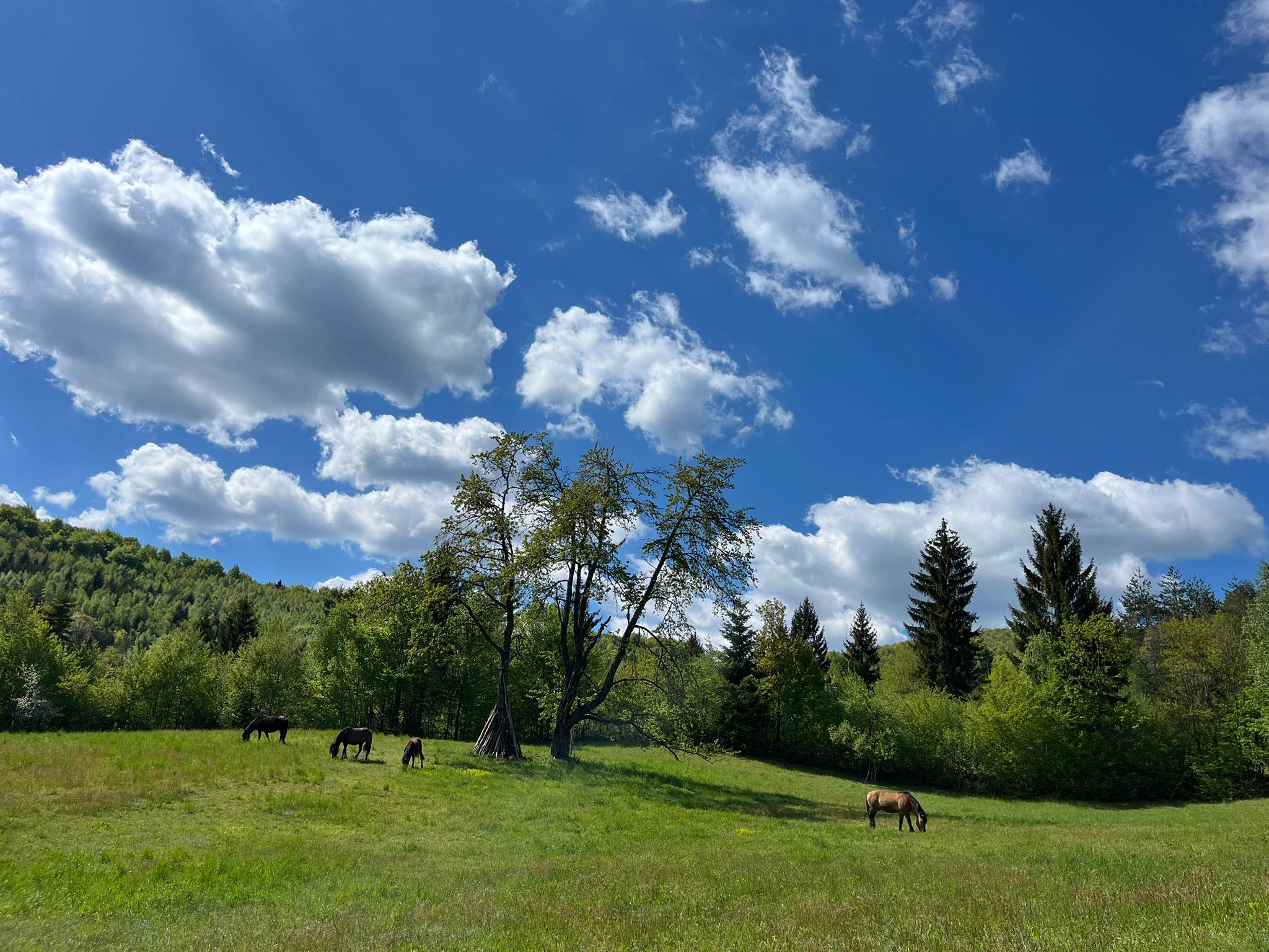 Grupno druženje na Ergeli Fojnica